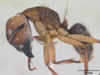 Camponotus borellii casent0173397 profile 1.jpg