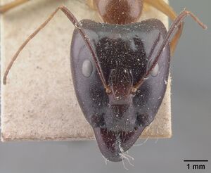 Camponotus perroti casent0101351 head 1.jpg