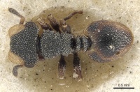 Cephalotes conspersus D casent0901462.jpg