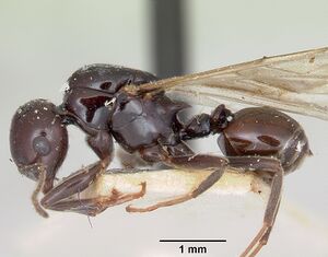 Crematogaster emmae laticeps casent0101754 profile 1.jpg