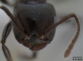 Crematogaster onusta casent0193714 h 1 high.jpg