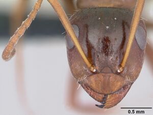 Formica lasioides casent0064827 head 1.jpg
