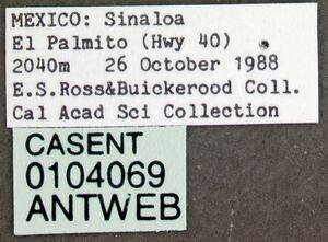 Labidus coecus casent0104069 label 1.jpg