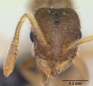 Monomorium sechellense casent0060393 head 1.jpg