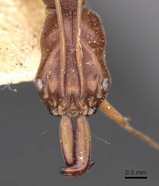 File:Odontomachus rixosus casent0907431 h 1 high.jpg