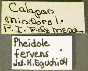 Pheidole-fervensLabel.jpg