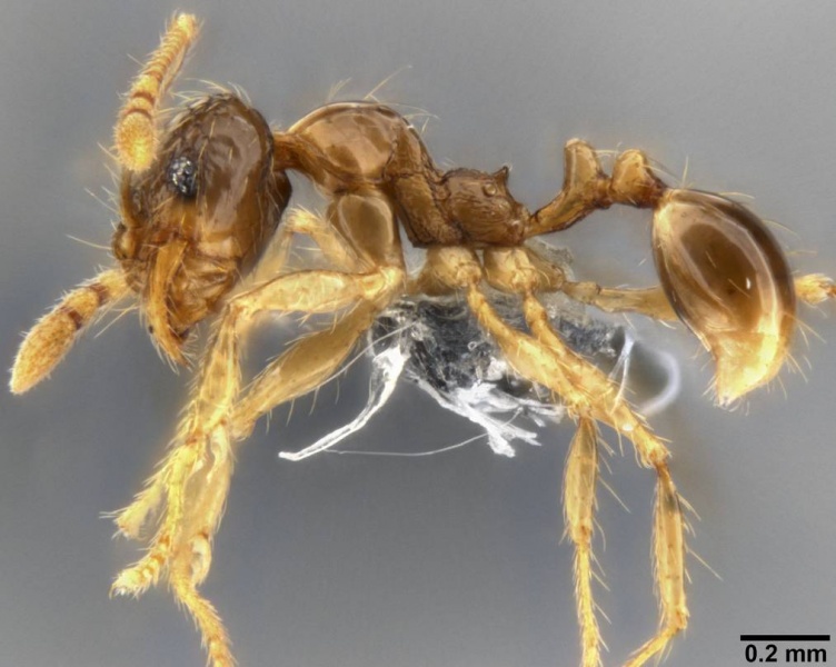 File:Pheidole sauberi casent0282609 p 1 high.jpg