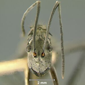 Polyrhachis-philippinensisH.jpg