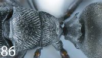 Polyrhachis monticola D.jpg