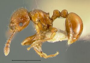 Pristomyrmex-collinusL4x.jpg