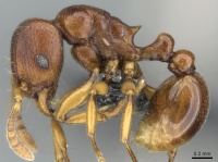 Tetramorium freya casent0085551 p 1 high.jpg