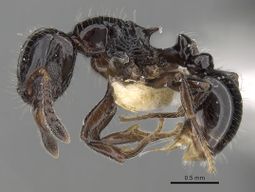 Tetramorium kakamega P casent0217062.jpg