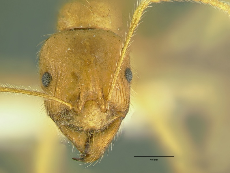 File:Aphaenogaster pythia hef.jpg