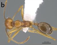 Aphaenogaster sarae 5b.jpg