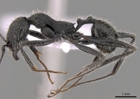Aphaenogaster senilis casent0281534 p 1 high.jpg