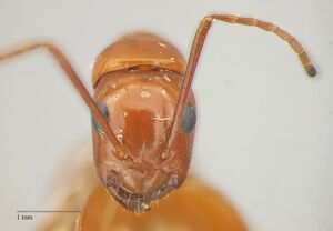 Camponotus-schaefferi hef 2-5x.jpg