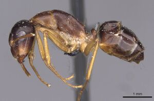 Camponotus andrius casent0910195 p 1 high.jpg