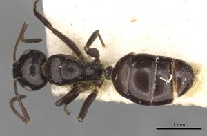 Camponotus ominosus casent0910523 d 1 high.jpg