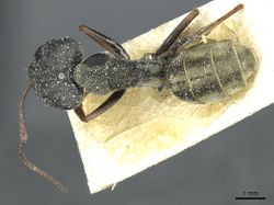 Camponotus vestitus pectitus casent0911786 d 1 high.jpg