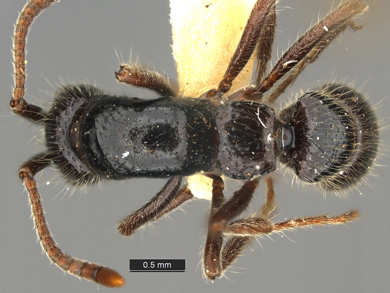 File:Cerapachys-dumbletoni-Holotype-MCZ001D.jpg