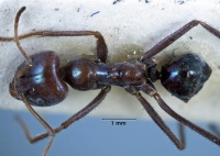 Iridomyrmex viridiaeneus top view