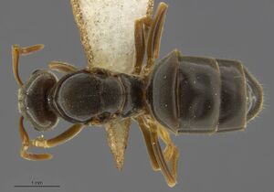 MCZ-ENT00671591 Lasius umbratus queen had.jpg