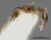 Monomorium noxitum casent0217888 p 1 high.jpg