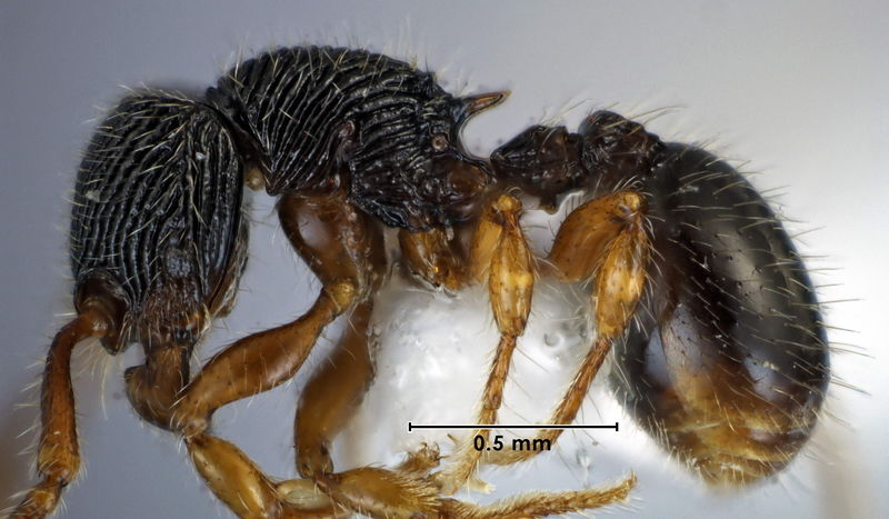 File:Myrmecina silvarugosa holotype ANIC32-047235 side.jpg