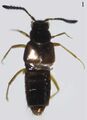 Myrmedonota cordobensis.jpg