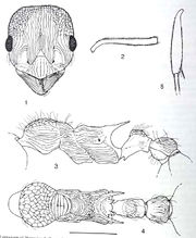 Myrmica taibaiensis.jpg