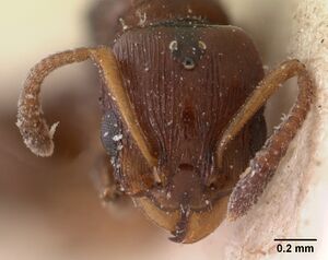 Nesomyrmex madecassus casent0102065 head 1.jpg