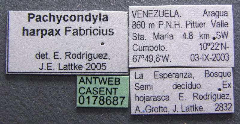 File:Pachycondyla harpax casent0178687 label 1.jpg