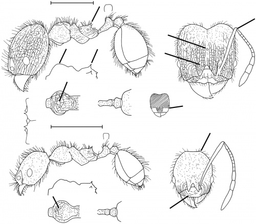 Pheidole nubicola Wilson 2003.jpg