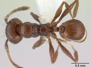 Pheidole synanthropica casent0609048 d 1 high.jpg