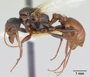 Pogonomyrmex anzensis casent0179514 profile 1.jpg