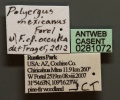 Polyergus mexicanus casent0281072 l 1 high.jpg