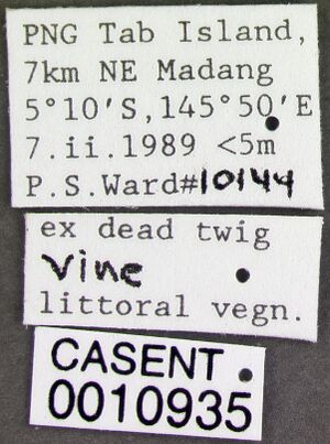 Romblonella scrobifera casent0010935 label 1.jpg