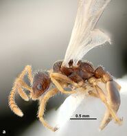 Teleutomyrmex seiferti F4a.jpg