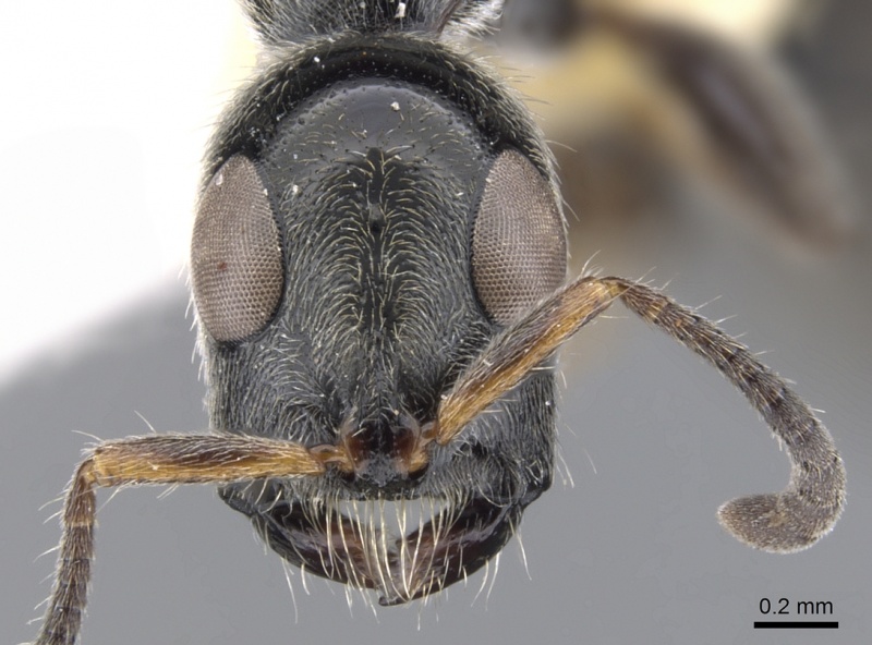 File:Tetraponera buops casent0902827 h 1 high.jpg