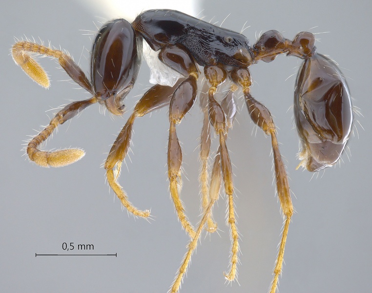 File:Aenictus-leptotyphlatta-lateral-am-lg.jpg