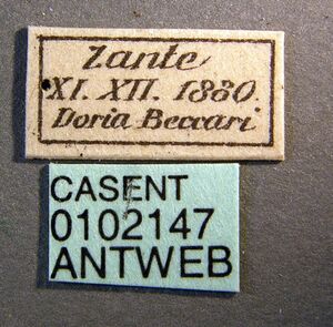 Amblyopone denticulata casent0102147 label 1.jpg