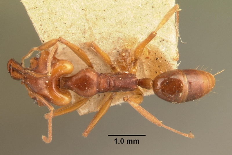 File:Anochetus madagascarensis casent0101574 dorsal 1.jpg