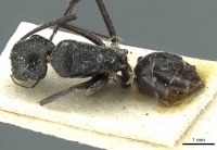 Camponotus florius casent0911652 d 1 high.jpg