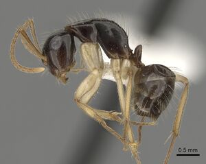 Camponotus lownei casent0280228 p 1 high.jpg