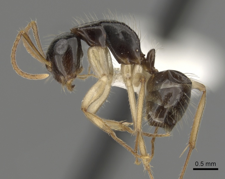 File:Camponotus lownei casent0280228 p 1 high.jpg