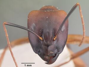 Camponotus maculatus casent0101747 head 1.jpg