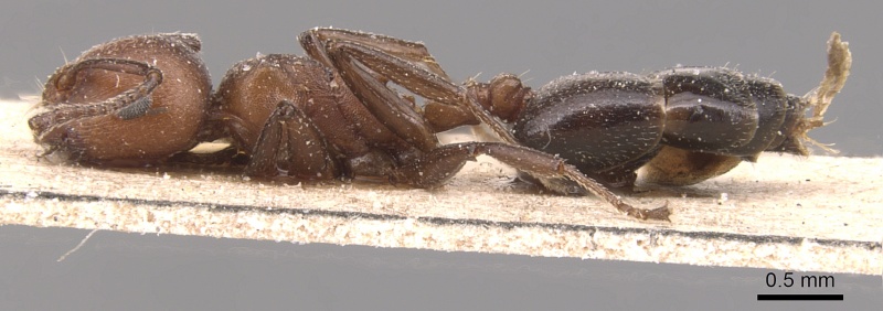 File:Crematogaster castanea casent0904512 p 1 high.jpg