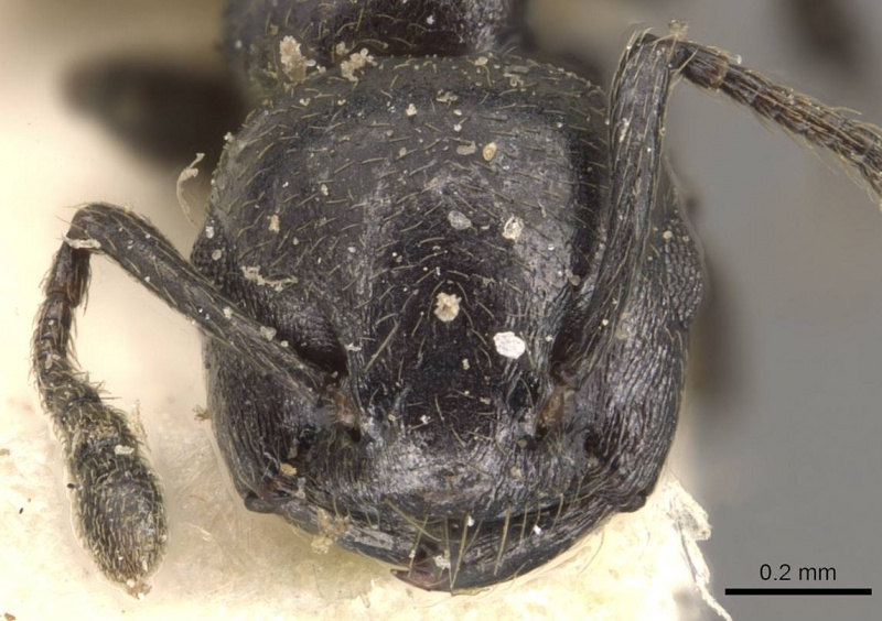 File:Crematogaster excisa casent0908521 h 1 high.jpg