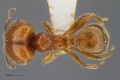 MCZ-ENT00516912 Pheidole sp10 had.jpg