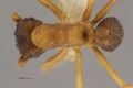 MCZ-ENT00524063 Cyphomyrmex minutus-had6-3.jpg